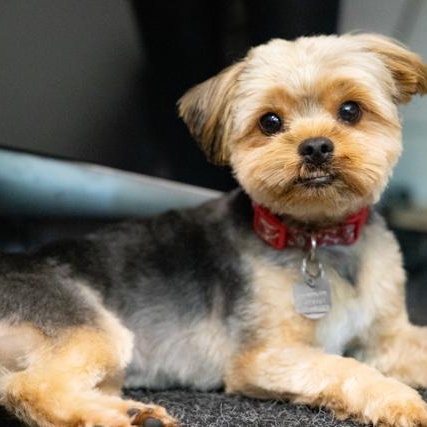 Sunny, Adoptable, Adult Male Yorkshire Terrier.