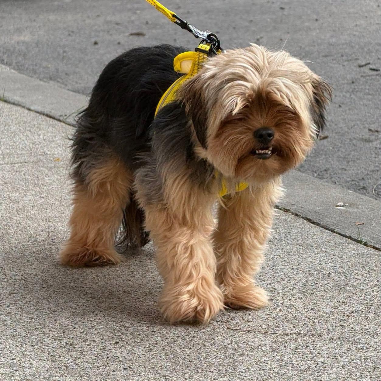 Enlarge Sunny, a Adoptable Yorkshire Terrier in Scarborough, ON image 5/6