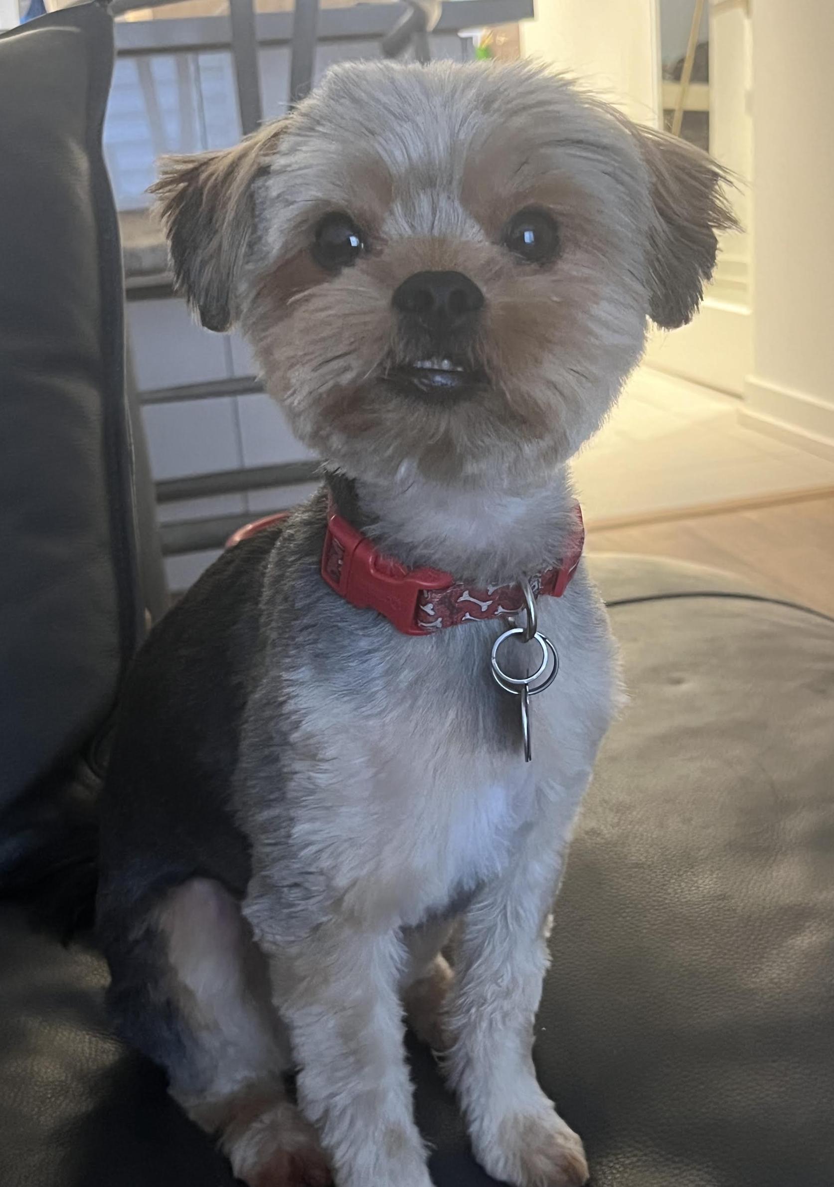 Enlarge Sunny, a Adoptable Yorkshire Terrier in Scarborough, ON image 4/6