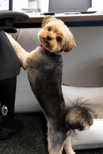Enlarge Sunny, a Adoptable Yorkshire Terrier in Scarborough, ON image 3/6
