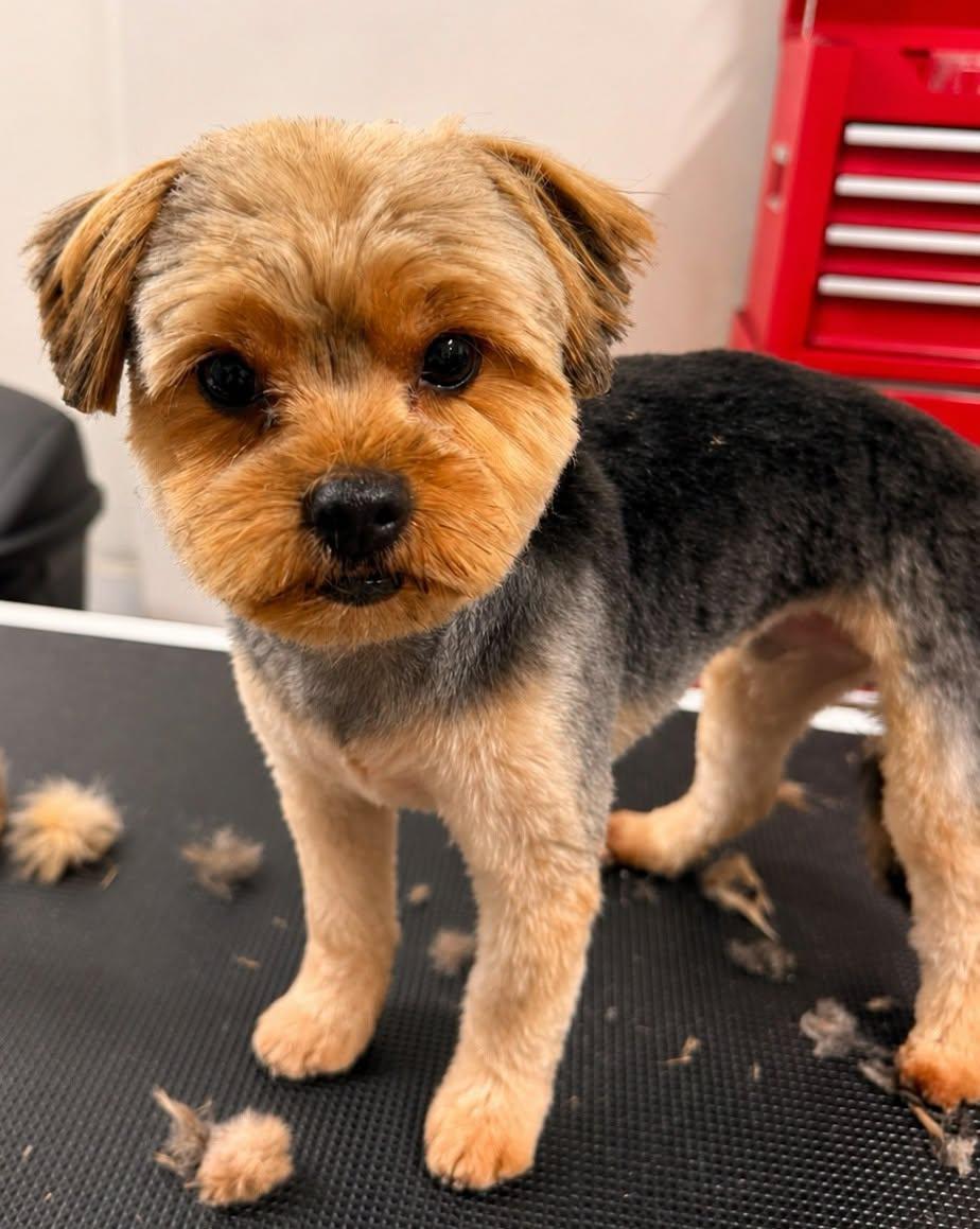 Enlarge Sunny, a Adoptable Yorkshire Terrier in Scarborough, ON image 2/6