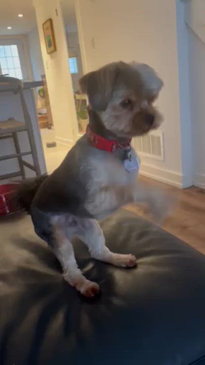 Enlarge Sunny, a Adoptable Yorkshire Terrier in Scarborough, ON video 6/6
