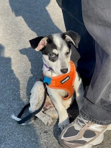 Enlarge Breeze, a Adoptable mixed breed in New York, NY image 2/6