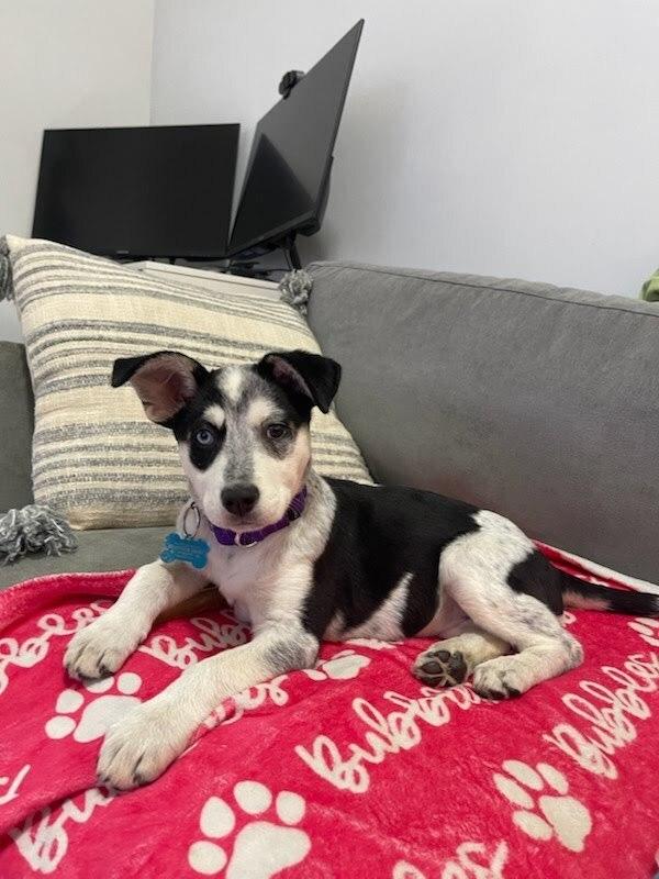 Enlarge Breeze, a Adoptable mixed breed in New York, NY image 4/6