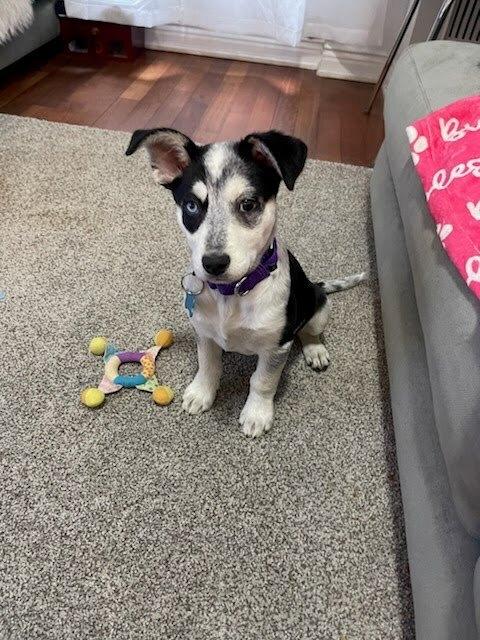 Enlarge Breeze, a Adoptable mixed breed in New York, NY image 5/6