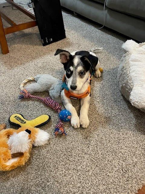 Enlarge Breeze, a Adoptable mixed breed in New York, NY image 6/6