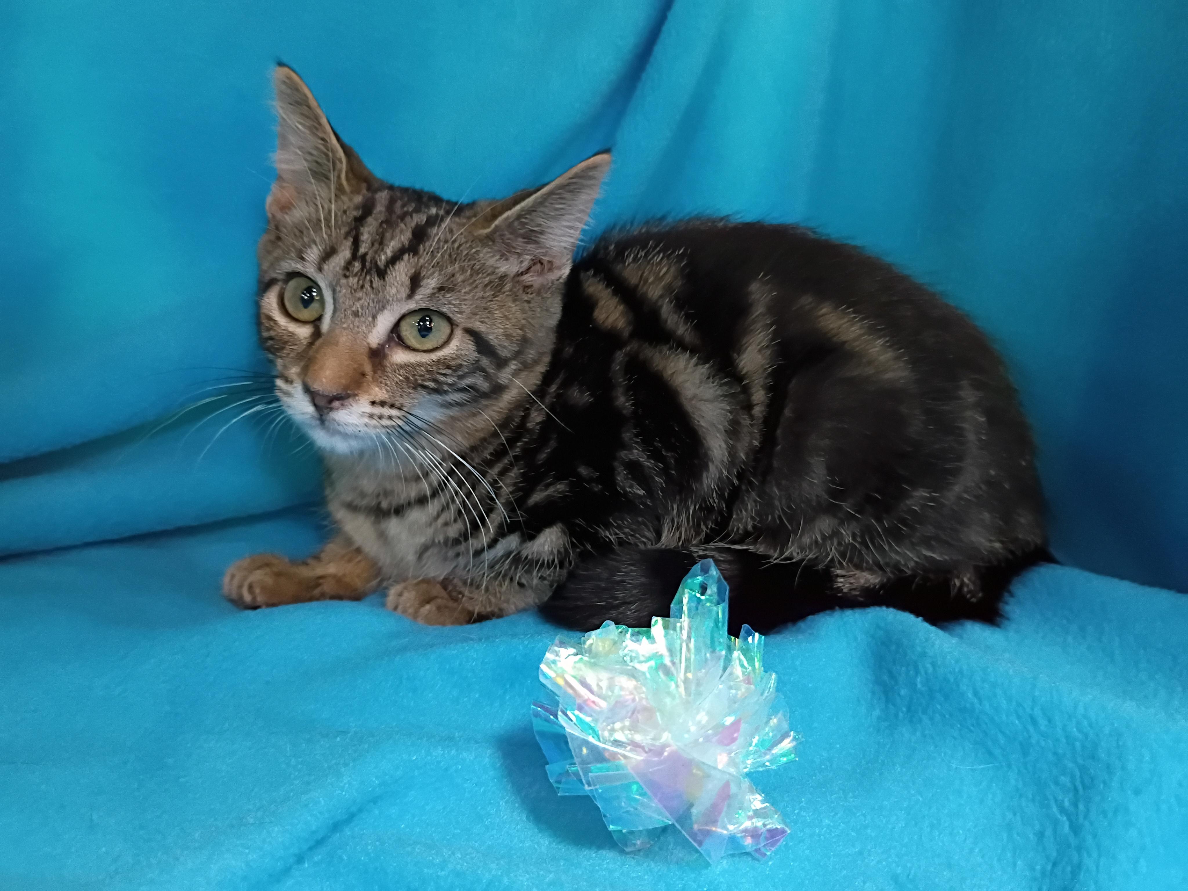 Enlarge Dipstick, a Adoptable Domestic Short Hair in Morgantown, WV image 5/6