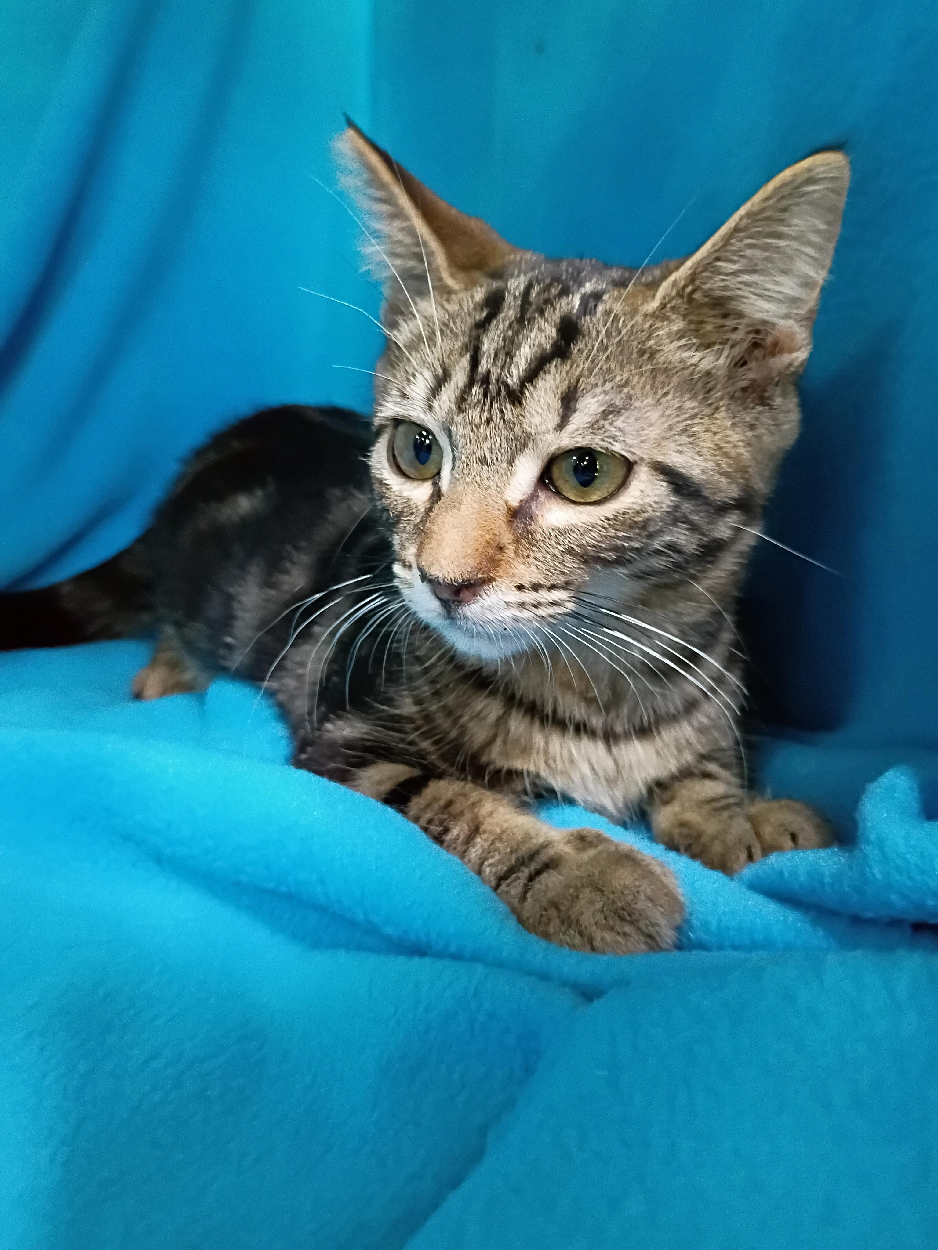 Enlarge Dipstick, a Adoptable Domestic Short Hair in Morgantown, WV image 3/6