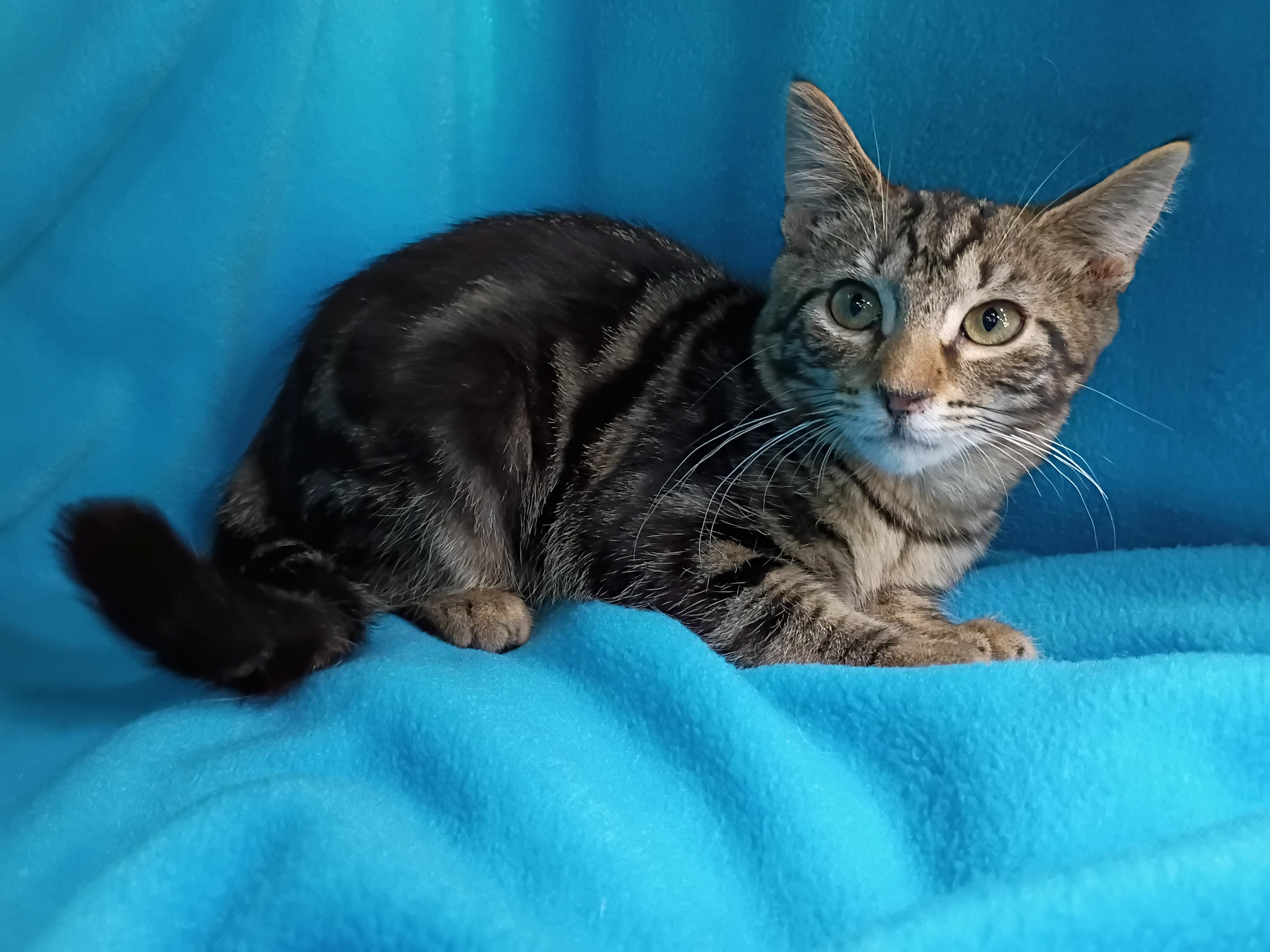 Enlarge Dipstick, a Adoptable Domestic Short Hair in Morgantown, WV image 2/6
