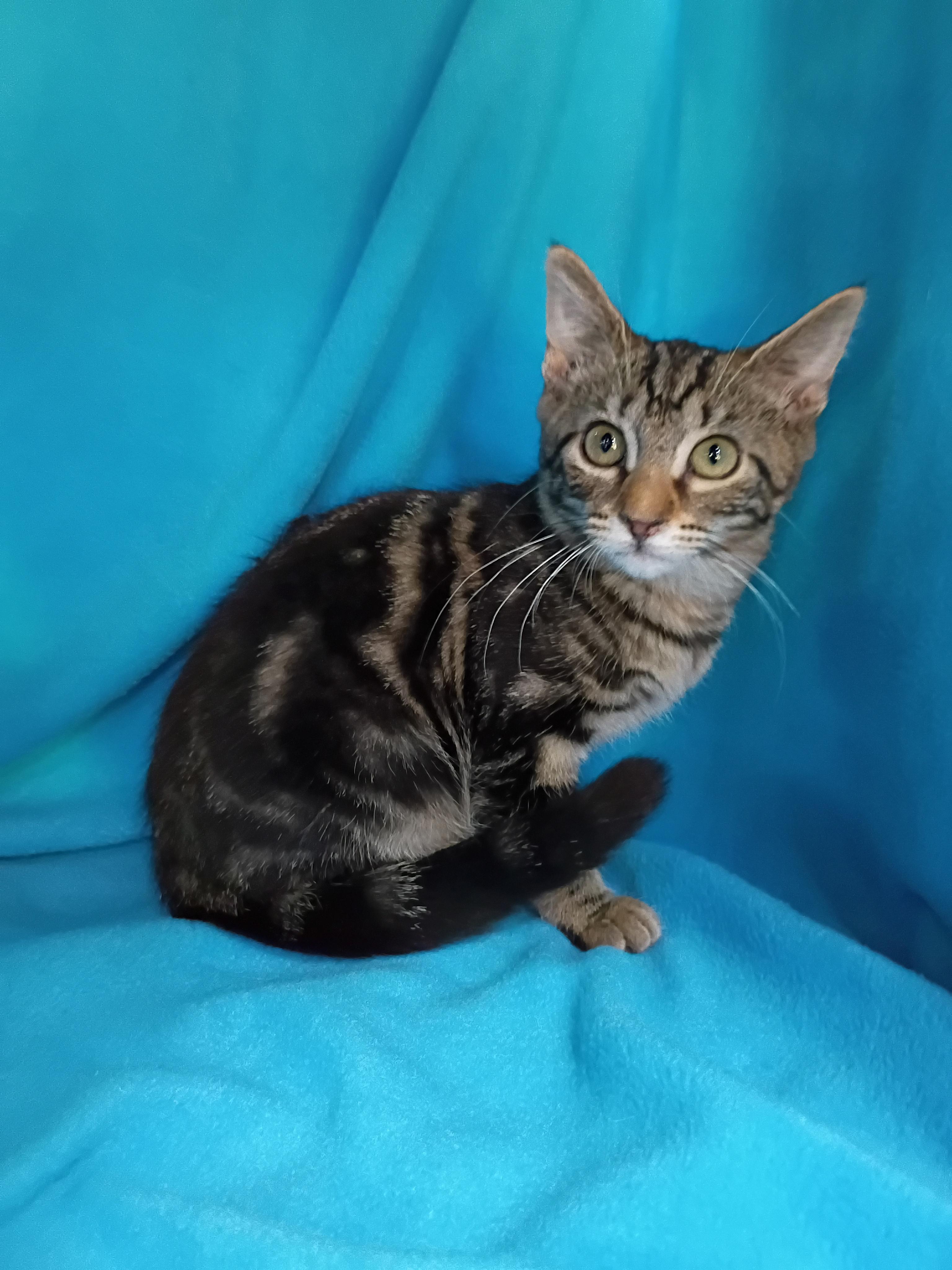 Enlarge Dipstick, a Adoptable Domestic Short Hair in Morgantown, WV image 4/6