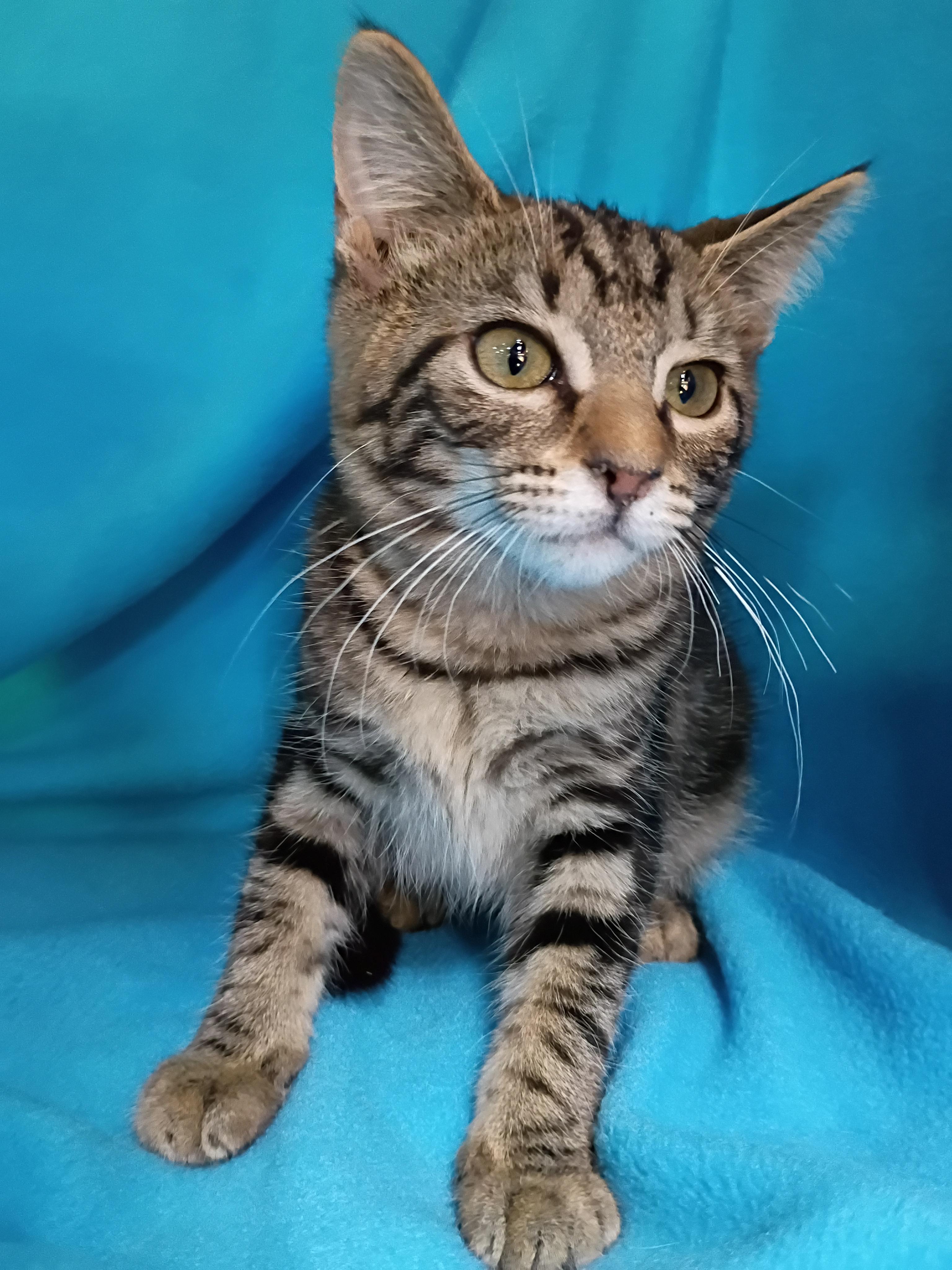 Enlarge Dipstick, a Adoptable Domestic Short Hair in Morgantown, WV image 1/6