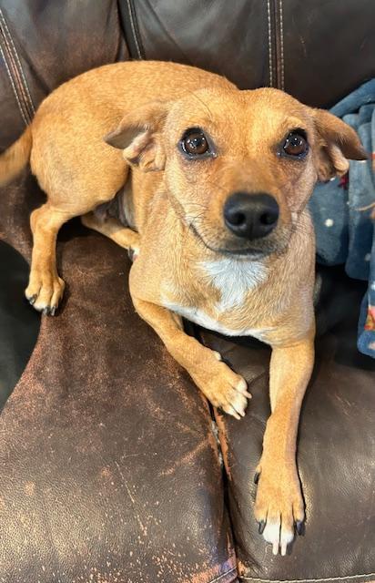 Mary  -   So Ca, Adoptable, Young Female Dachshund & Chihuahua.