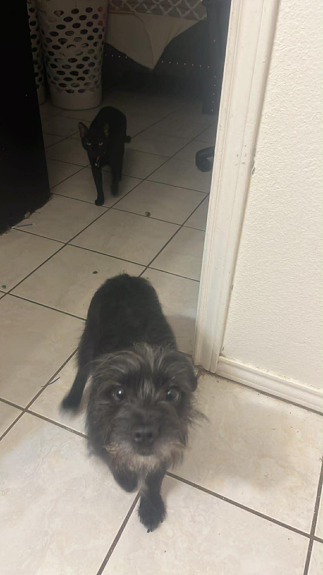 Jemma, ADOPTABLE, Young Female Yorkshire Terrier.