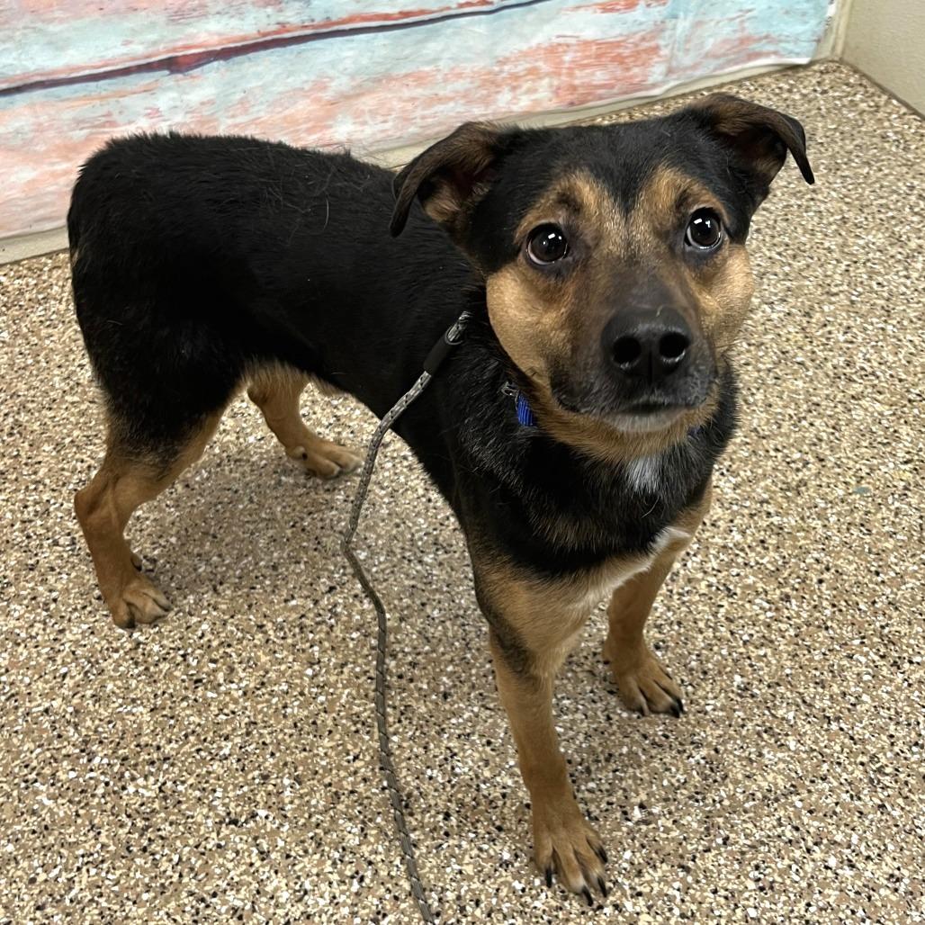 Cooper, Adoptable, Adult Male Mixed Breed.