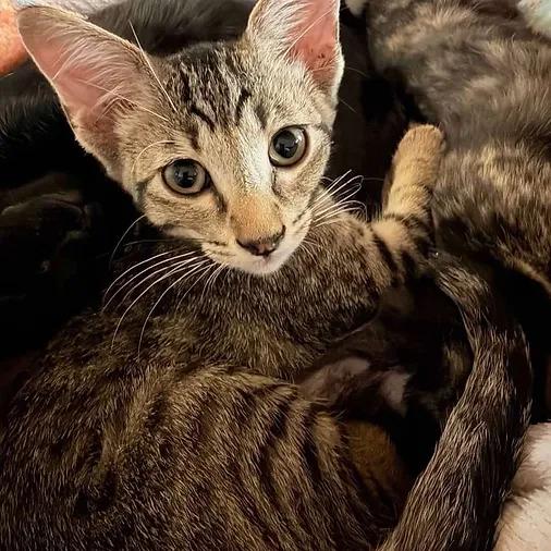 Saja, a ADOPTABLE Domestic Short Hair in Albuquerque, NM image 1/2