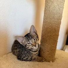 Saja, a ADOPTABLE Domestic Short Hair in Albuquerque, NM image 2/2