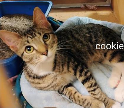 Cookie, Adopted, Young Female Domestic Short Hair.