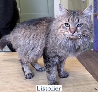 Enlarge Listolier, an adopted Domestic Long Hair in Berkeley Springs, WV image 3/3