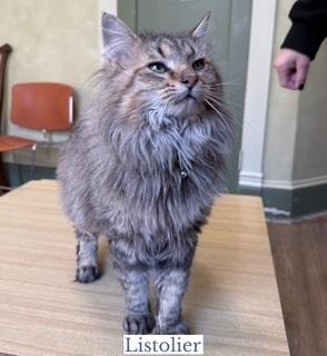 Enlarge Listolier, an adopted Domestic Long Hair in Berkeley Springs, WV image 2/3