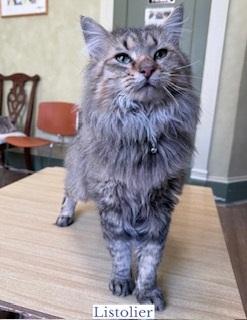 Enlarge Listolier, an adopted Domestic Long Hair in Berkeley Springs, WV image 1/3