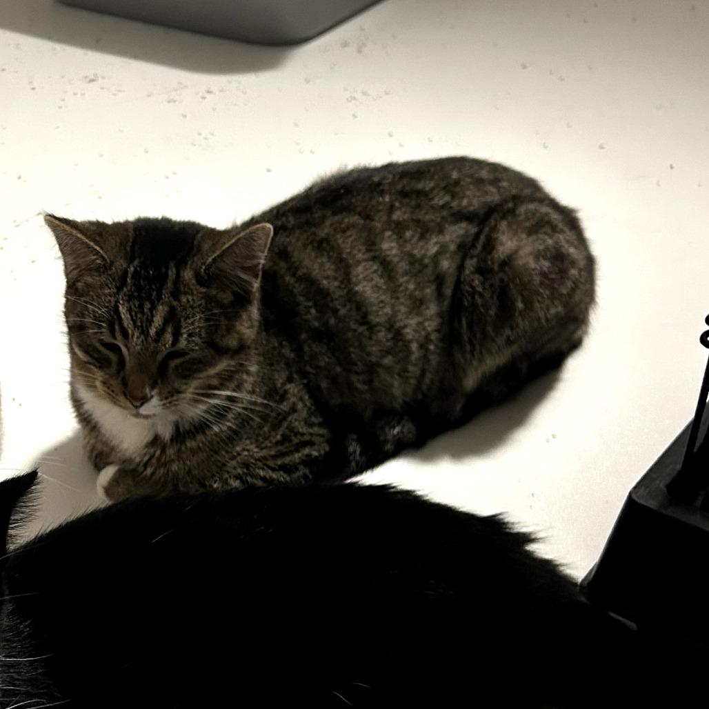 Enlarge Charlie, a Adoptable Domestic Short Hair in Shelbyville, IN image 1/2