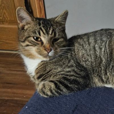 Enlarge Charlie, a Adoptable Domestic Short Hair in Shelbyville, IN image 2/2