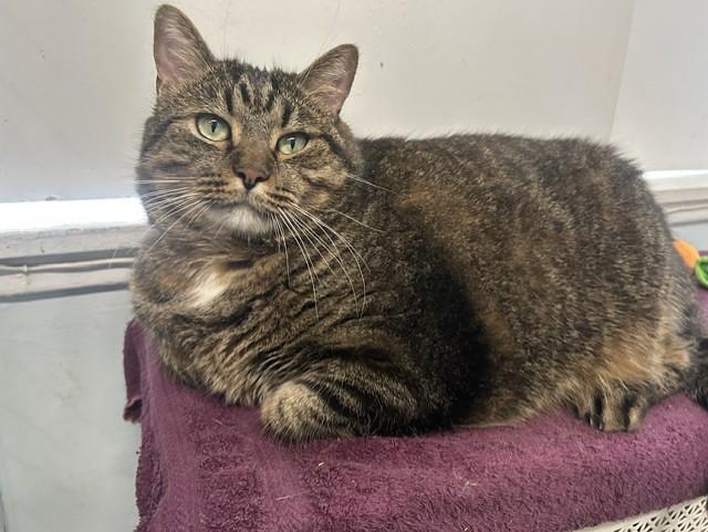 Meatball, adoptable, Adult Male Domestic Short Hair.