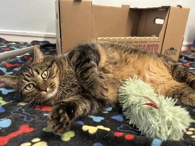 Enlarge Meatball, an adoptable Domestic Short Hair in Chicago, IL image 4/4