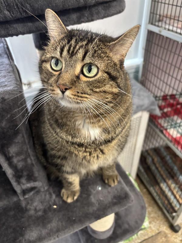 Enlarge Meatball, an adoptable Domestic Short Hair in Chicago, IL image 2/4