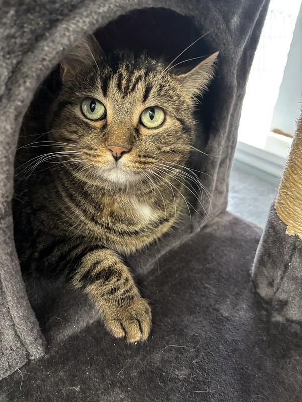 Enlarge Meatball, an adoptable Domestic Short Hair in Chicago, IL image 3/4