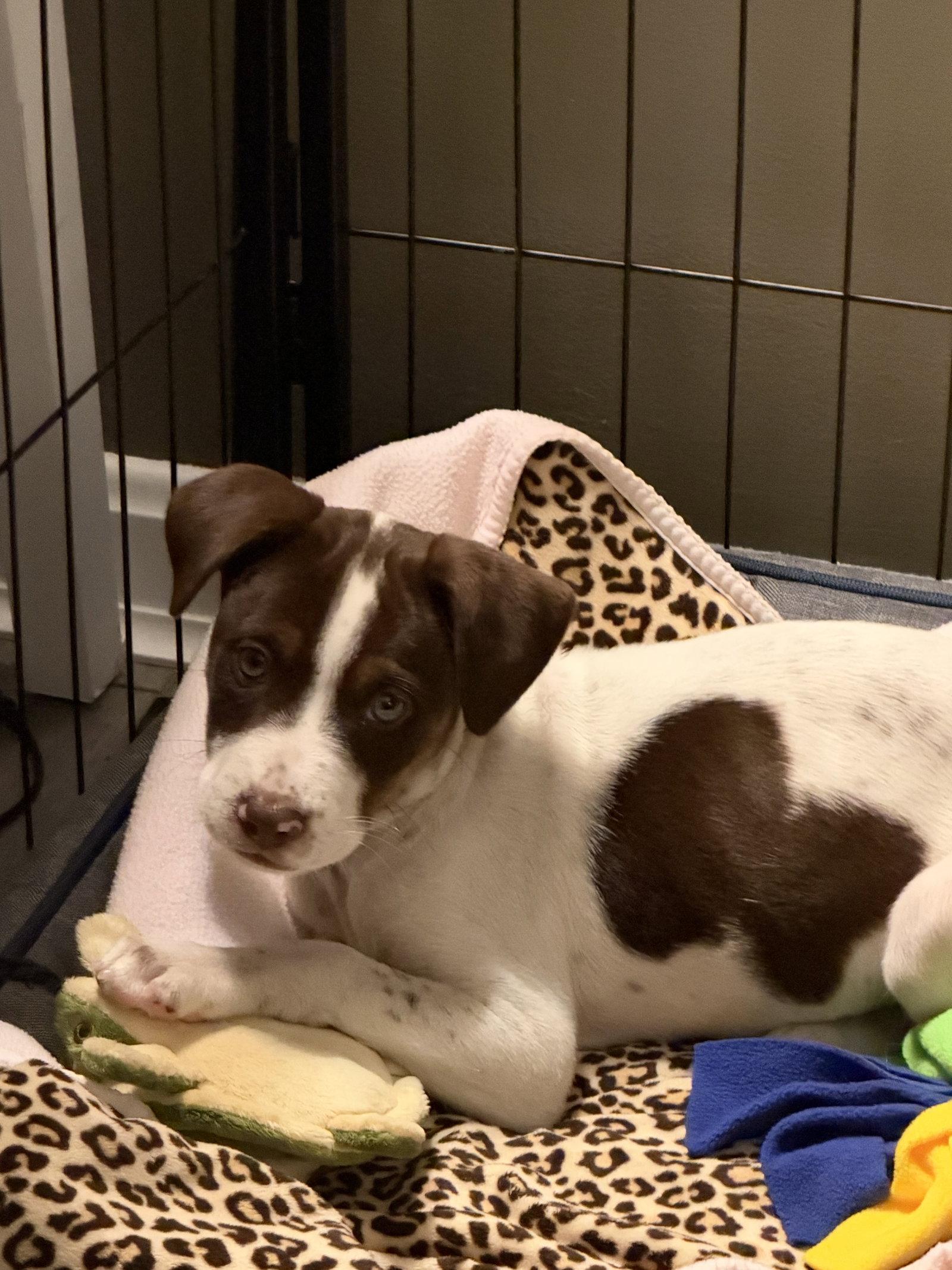 Enlarge Ruby, a Adoptable Pointer in Newport, KY image 1/2