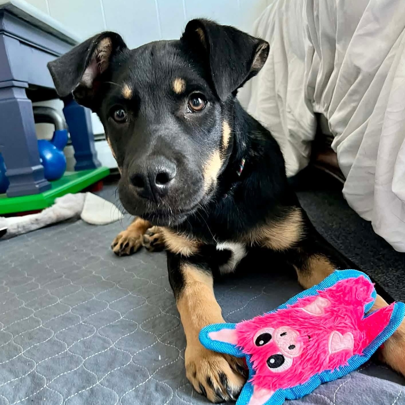 LeFou — thumbnail 4