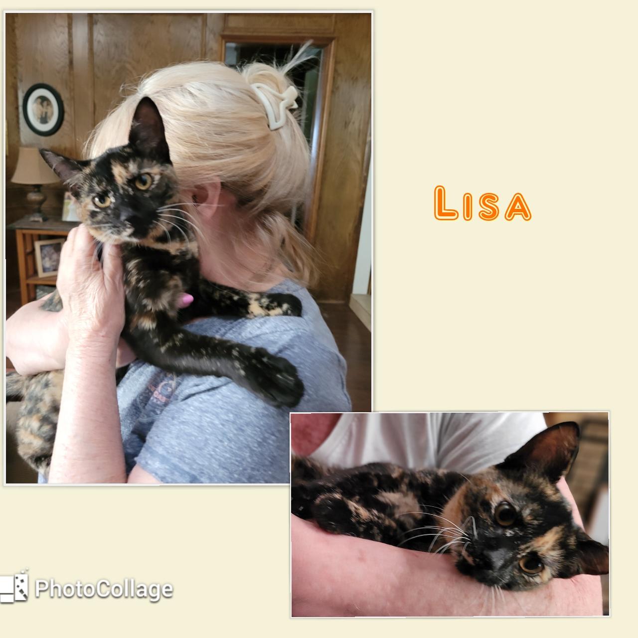 Lisa, adopted, Young Female Tortoiseshell & Domestic Short Hair.