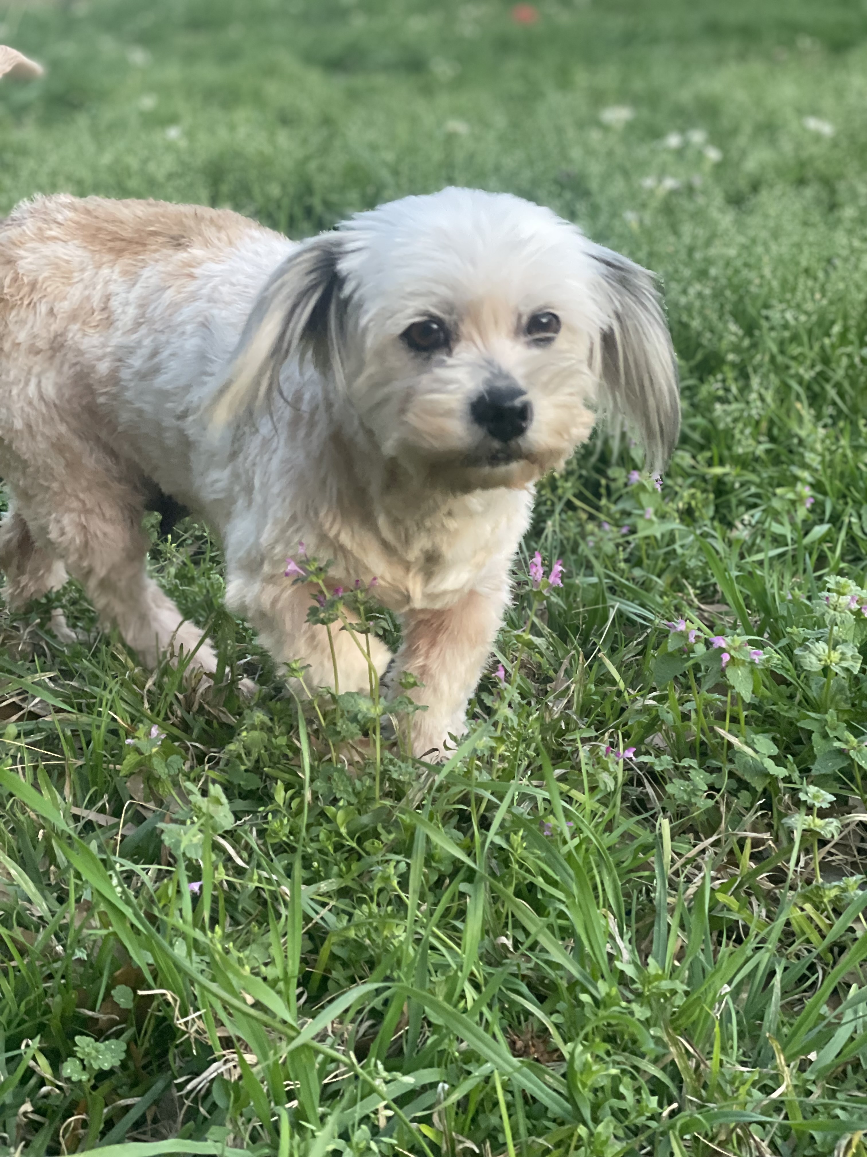 Lila, Adopted, Adult Female Shih Tzu.