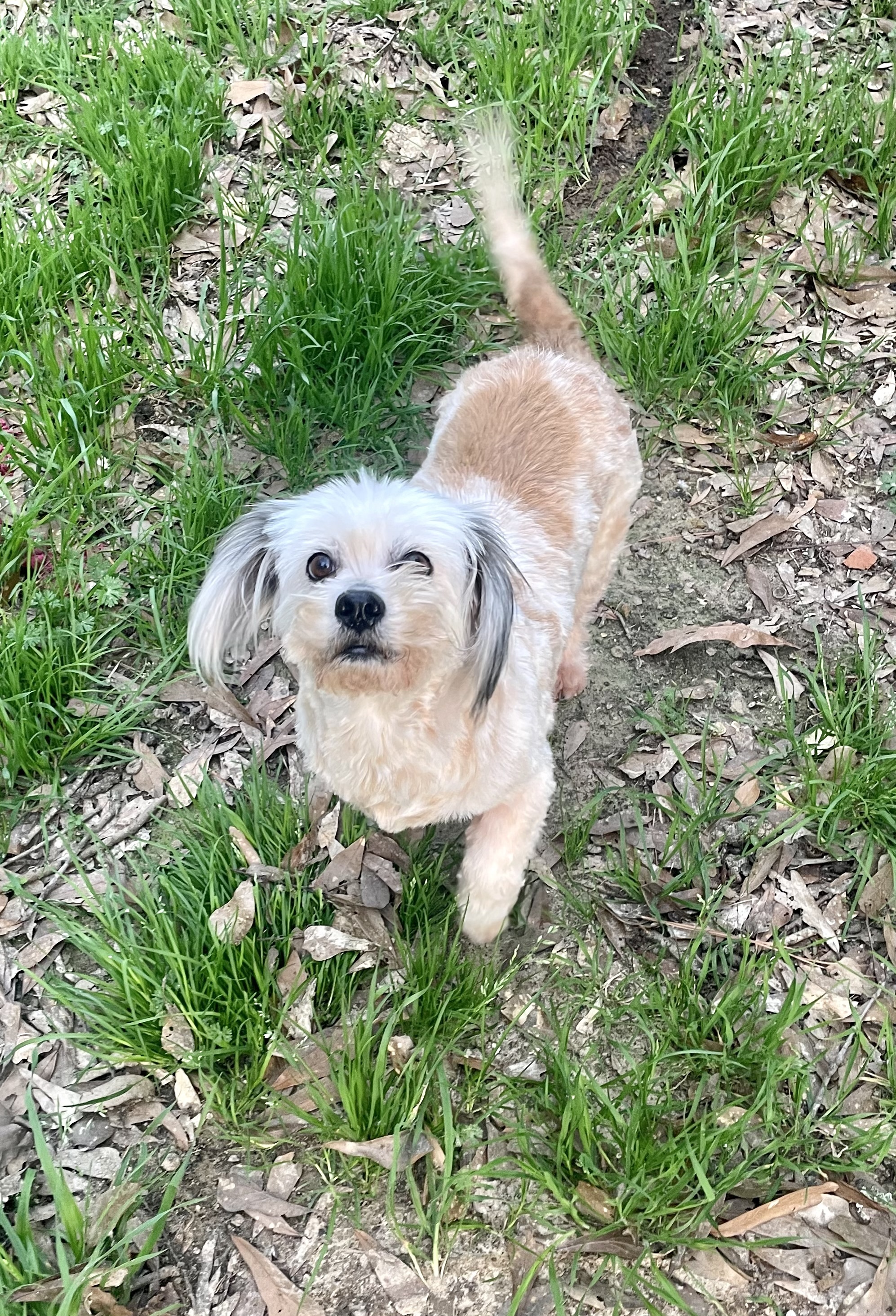 Lila, a Adopted mixed breed in Jackson, MS image 2/6