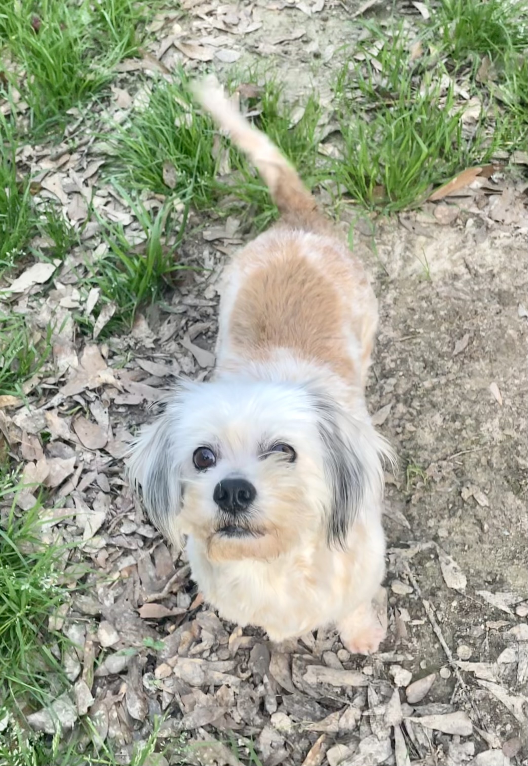 Lila, a Adopted mixed breed in Jackson, MS image 3/6