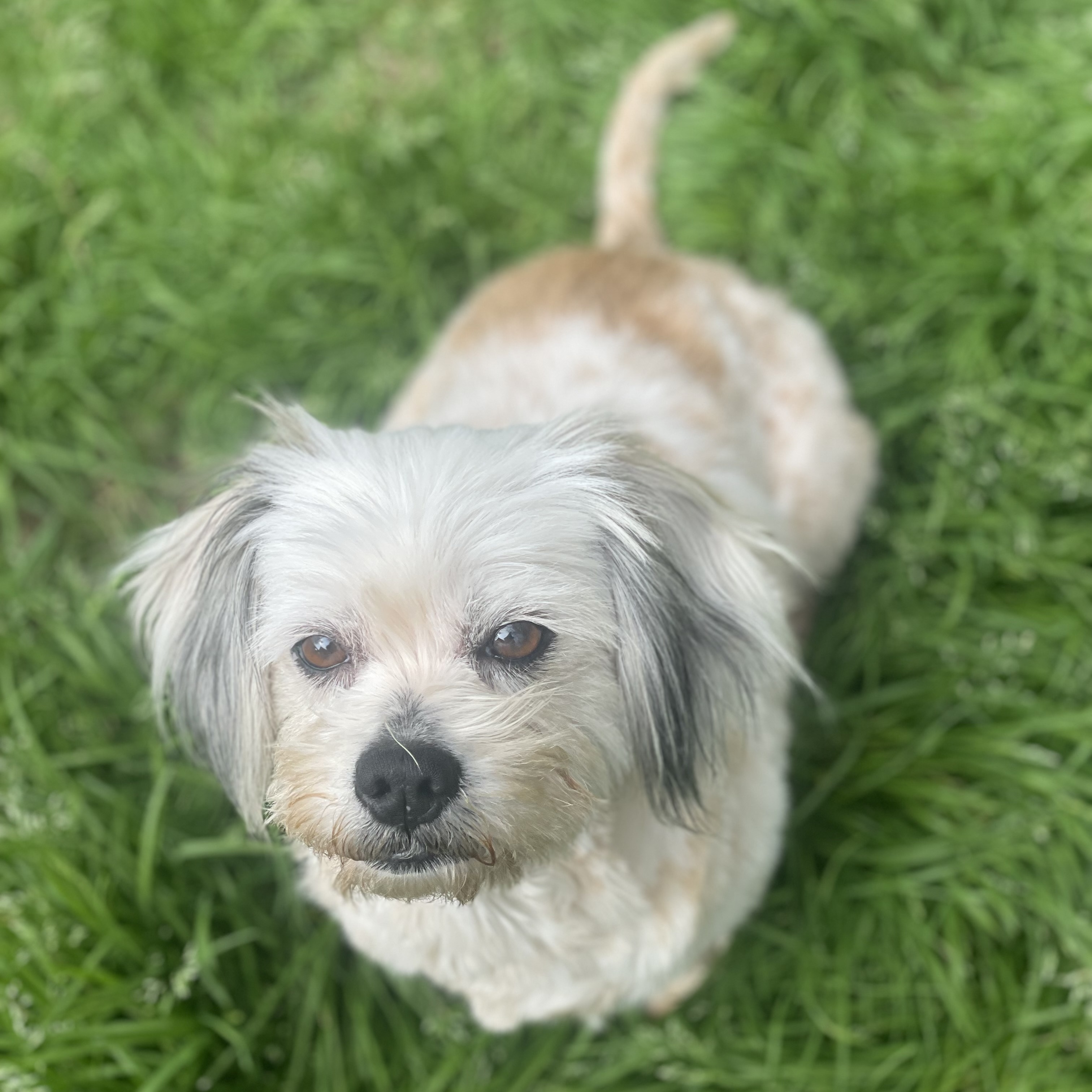 Lila, a Adopted mixed breed in Jackson, MS image 6/6