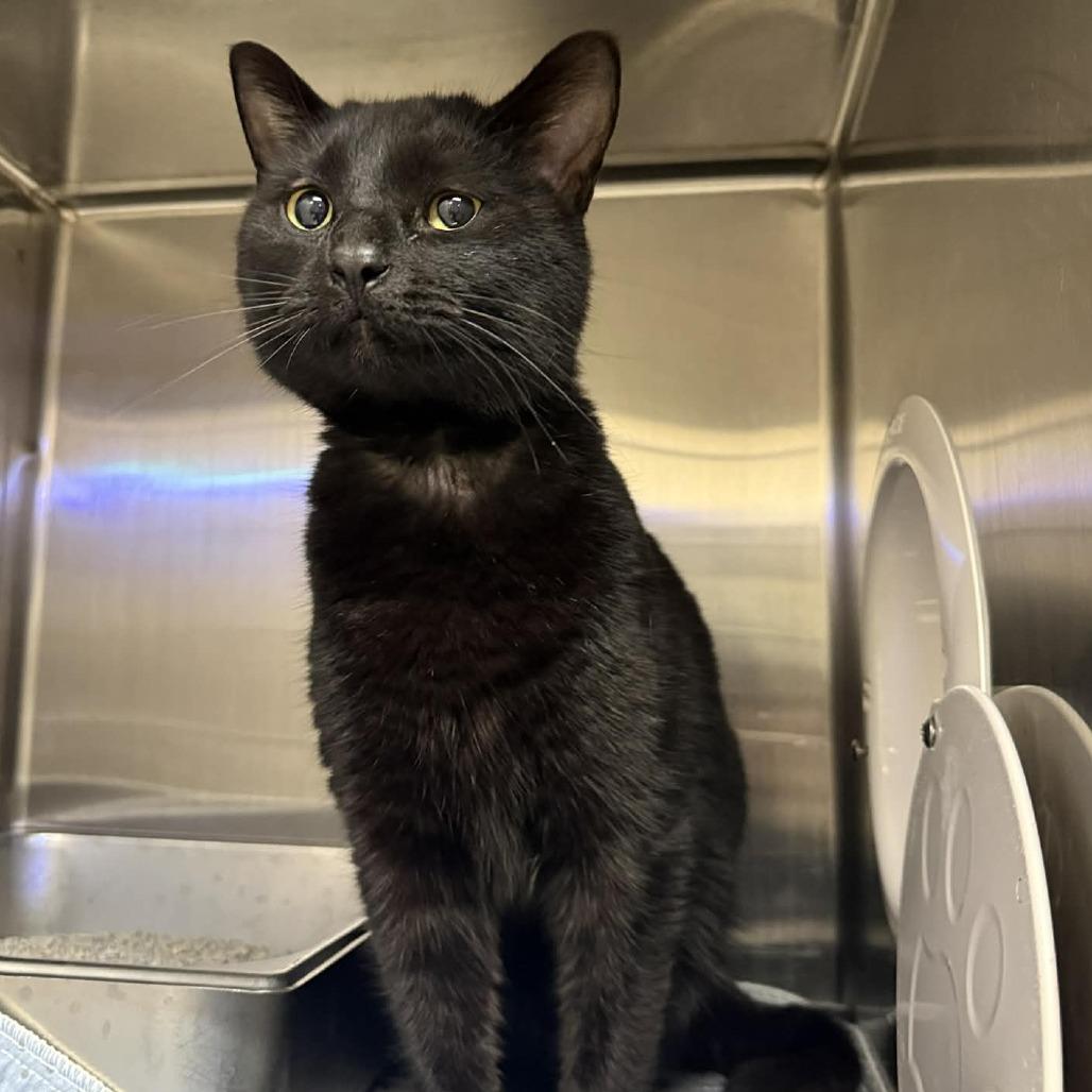 Priscilla, Adoptable, Adult Female Domestic Short Hair & Domestic Short Hair.