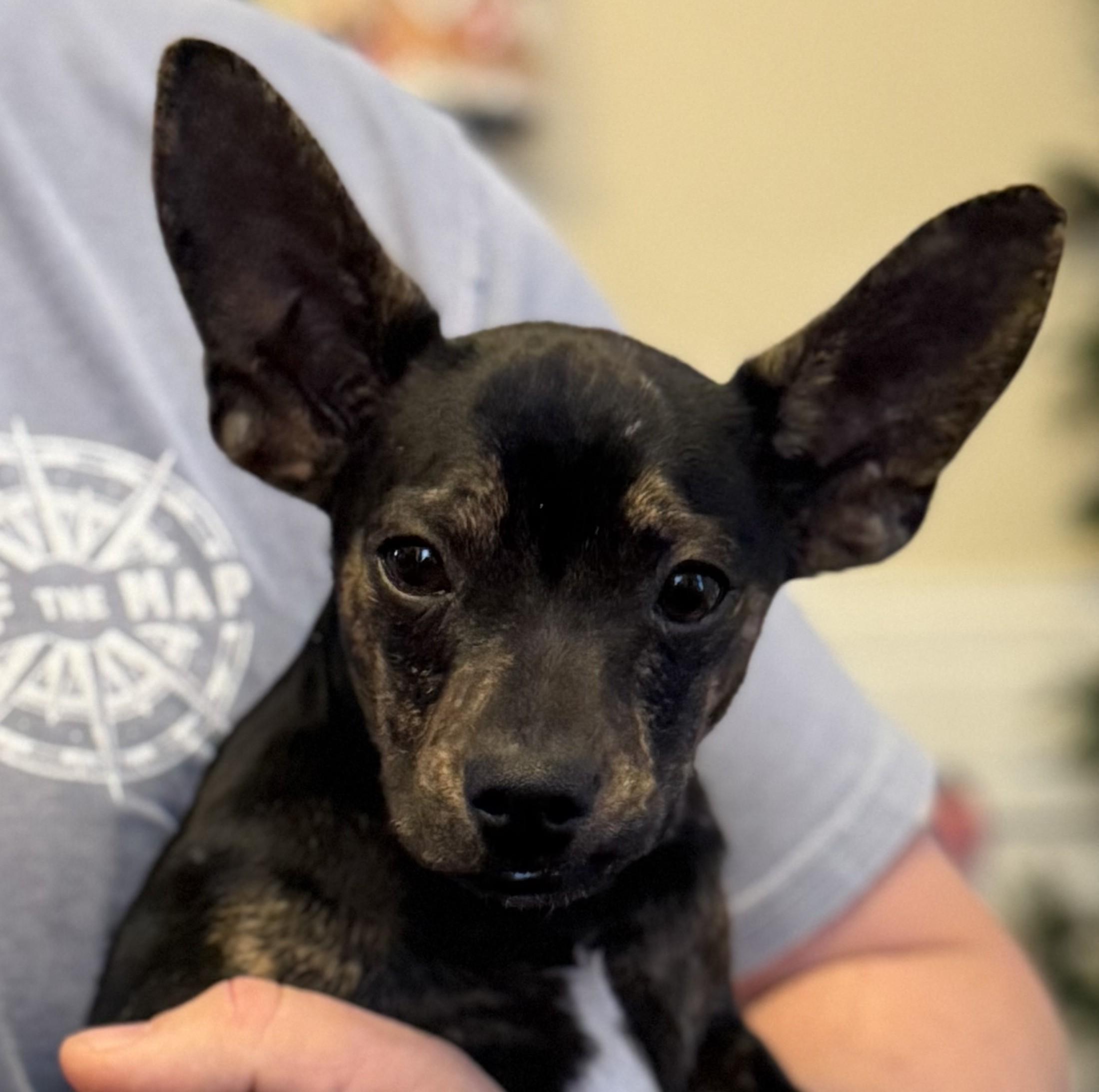 Clark, Adoptable, Puppy Male Chihuahua & Boston Terrier.