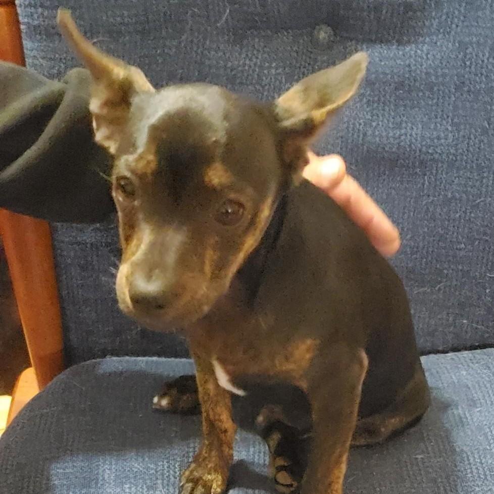 Enlarge Clark, a Adoptable mixed breed in Albany, NY image 5/6