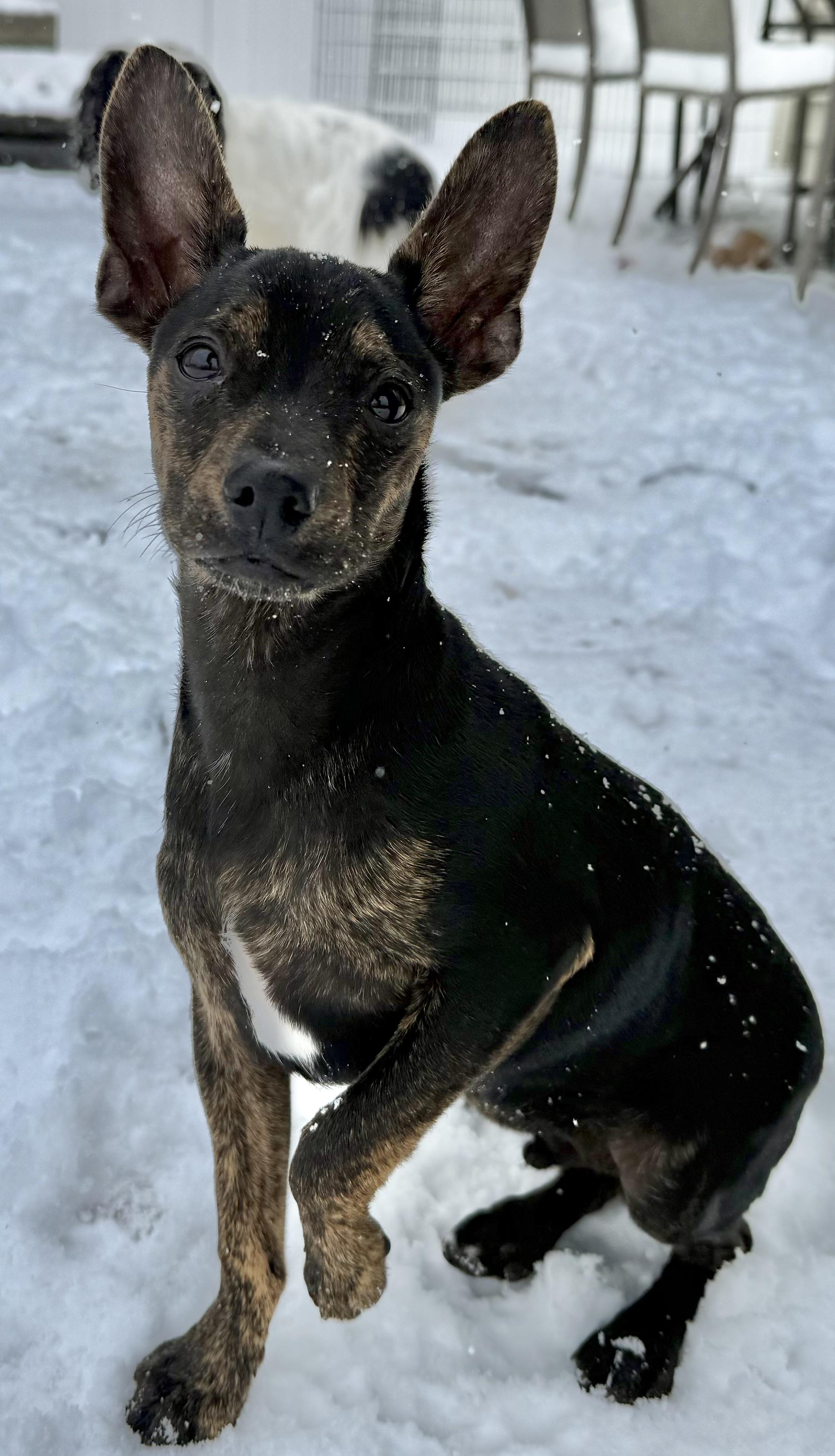 Enlarge Clark, a Adoptable mixed breed in Albany, NY image 3/6