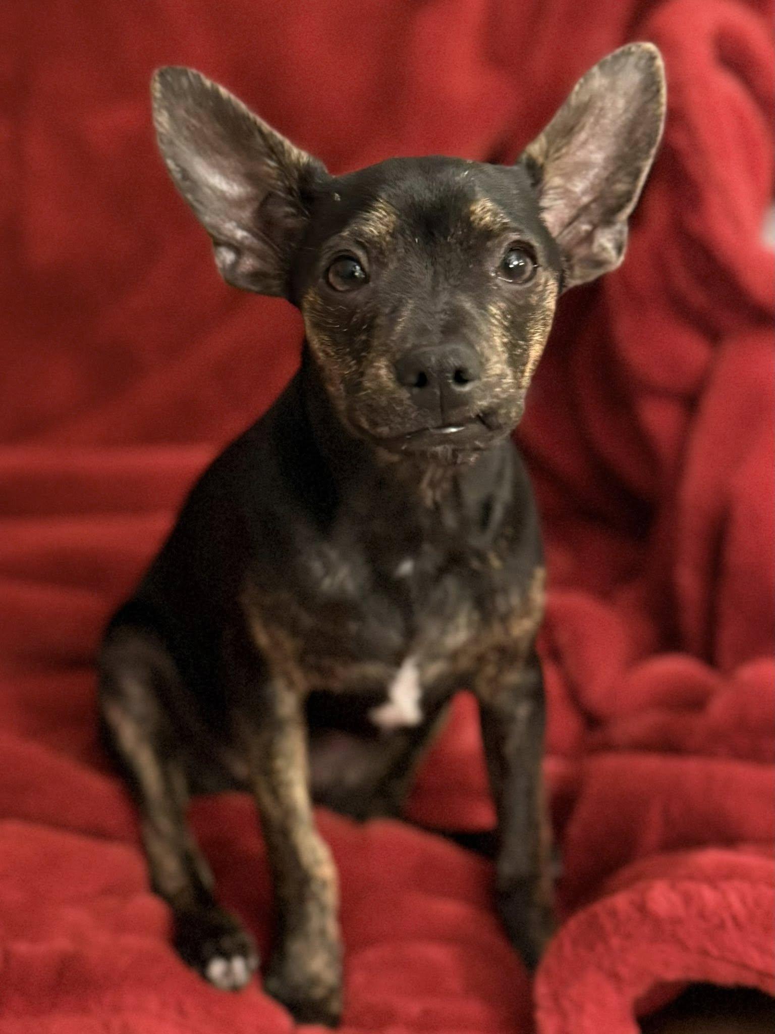 Enlarge Clark, a Adoptable mixed breed in Albany, NY image 2/6