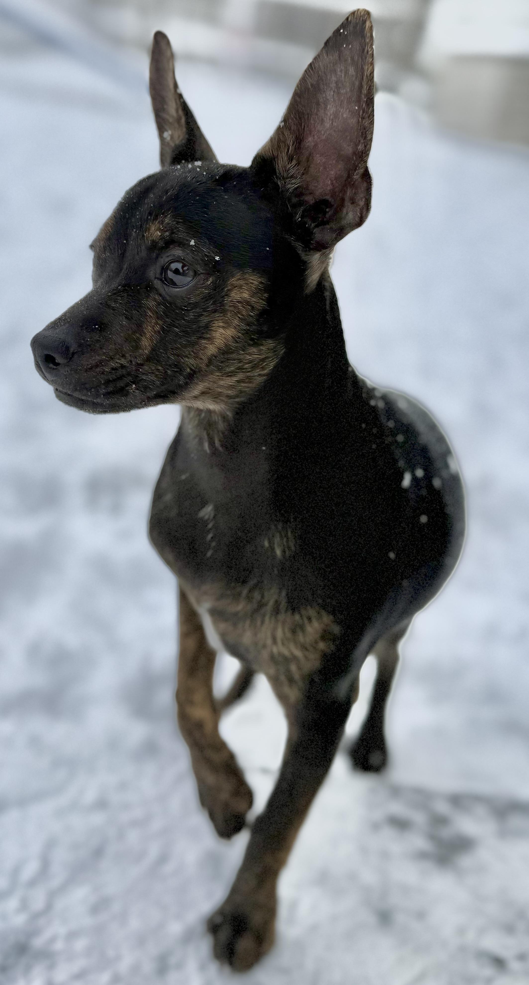 Enlarge Clark, a Adoptable mixed breed in Albany, NY image 2/6