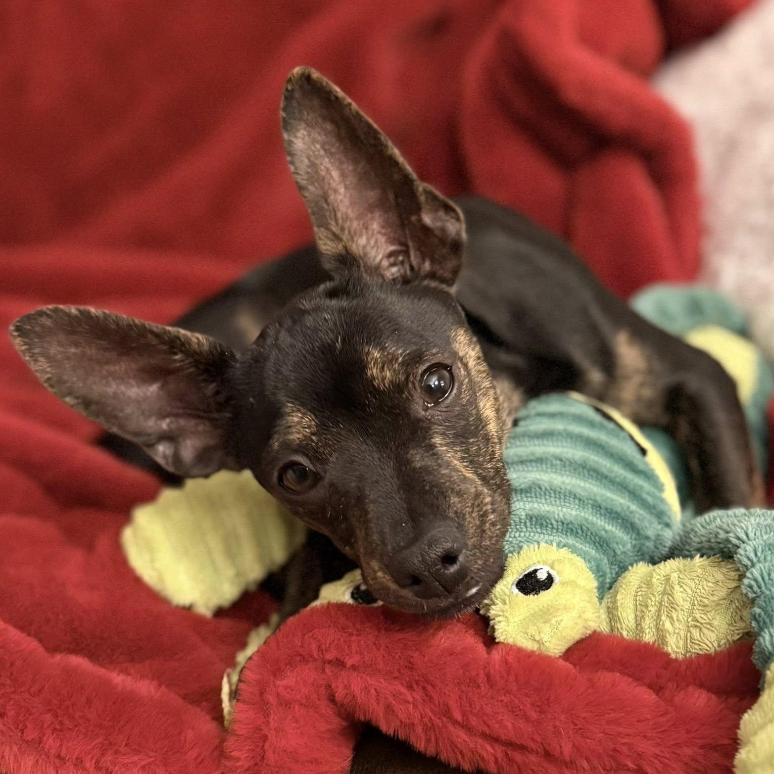 Enlarge Clark, a Adoptable mixed breed in Albany, NY image 1/6