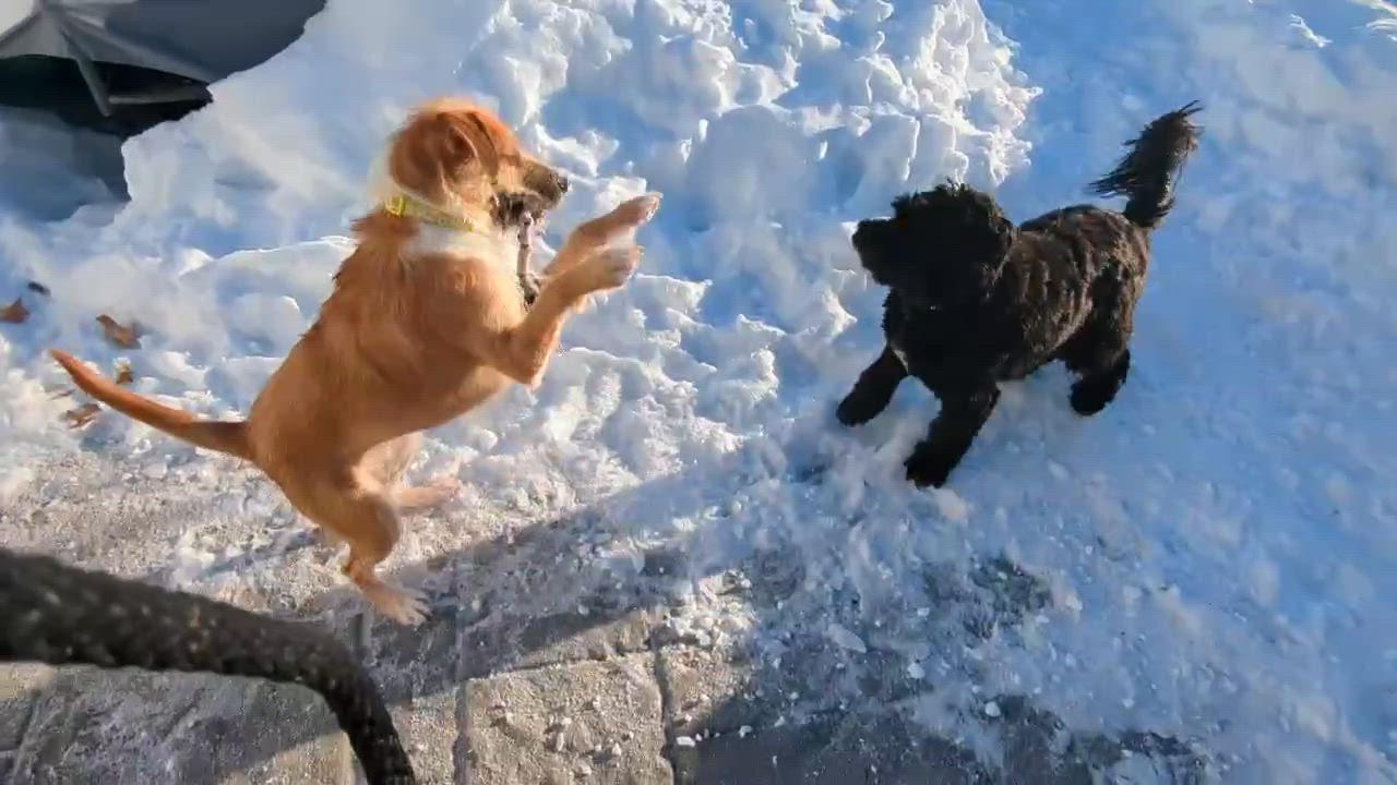 Enlarge Emmie- Zoomies, snuggles, and endless love , a ADOPTABLE mixed breed in Framingham, , MA video 6/6