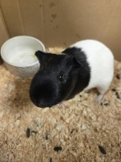 Poptart, ADOPTABLE, Adult Male Guinea Pig.