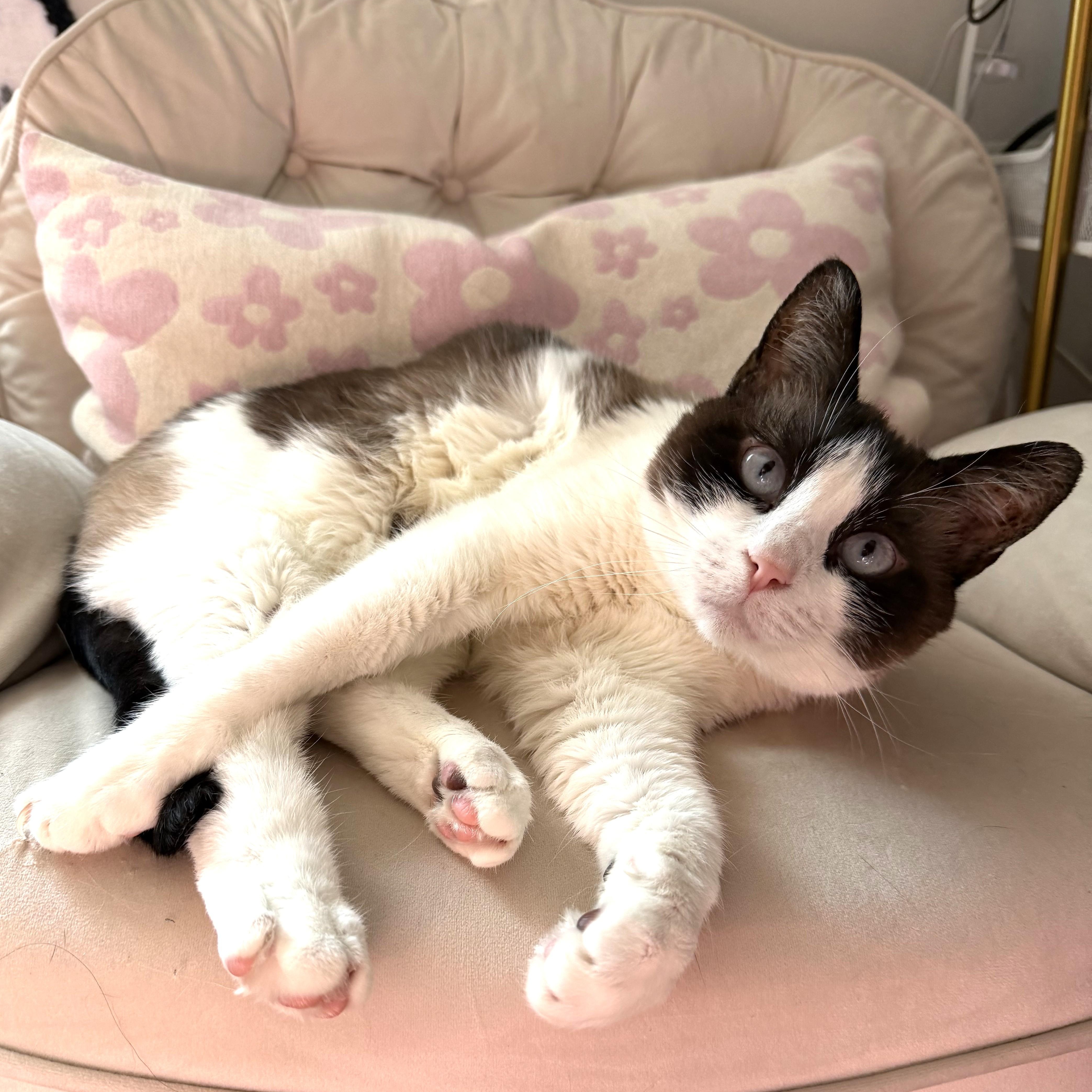 Enlarge Juniper, a Adoptable Domestic Short Hair in Charlotte, NC image 4/6