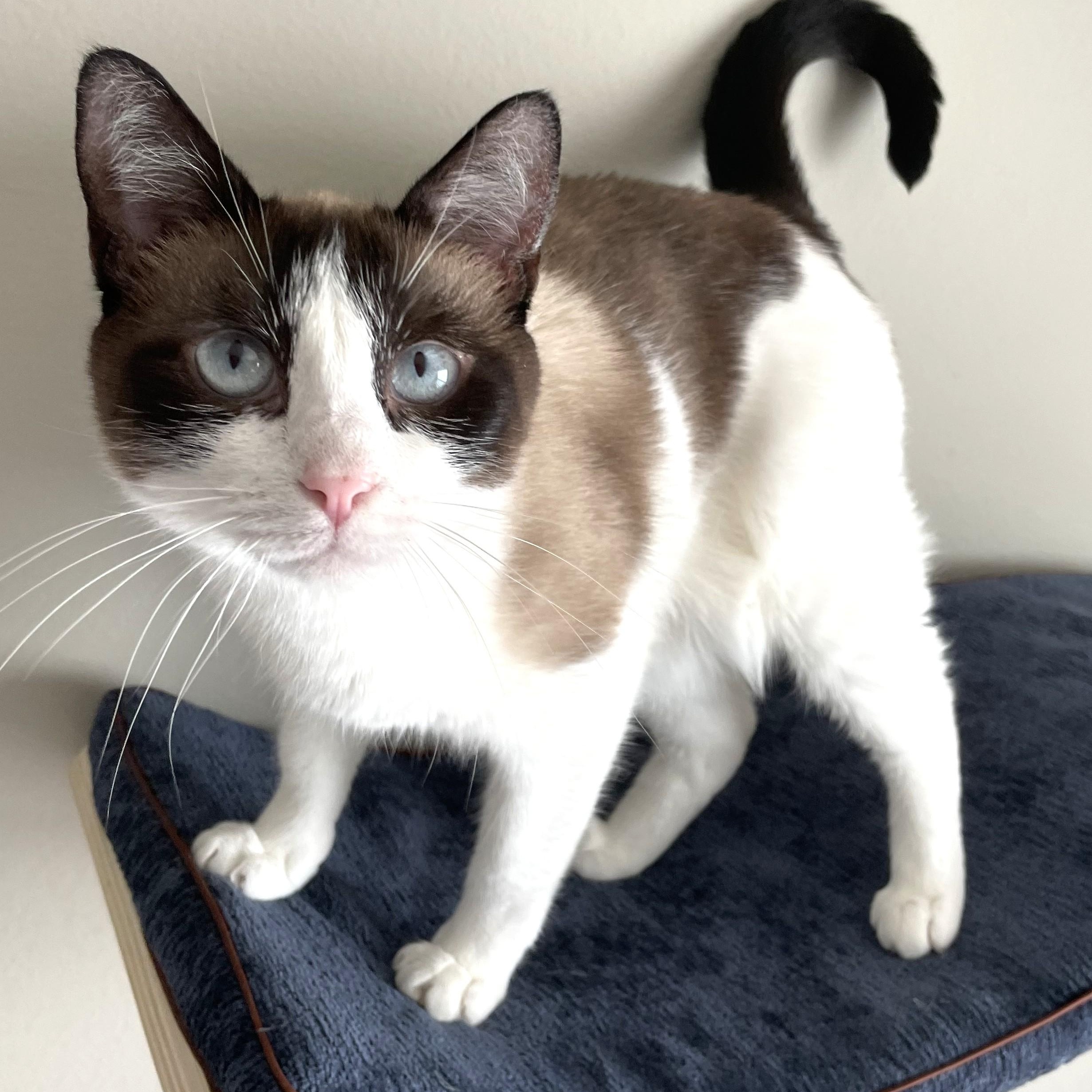 Enlarge Juniper, a Adoptable Domestic Short Hair in Charlotte, NC image 2/6