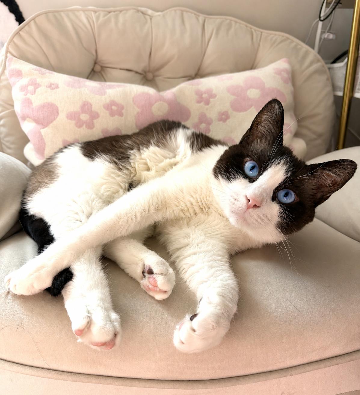 Enlarge Juniper, a Adoptable Domestic Short Hair in Charlotte, NC image 1/6