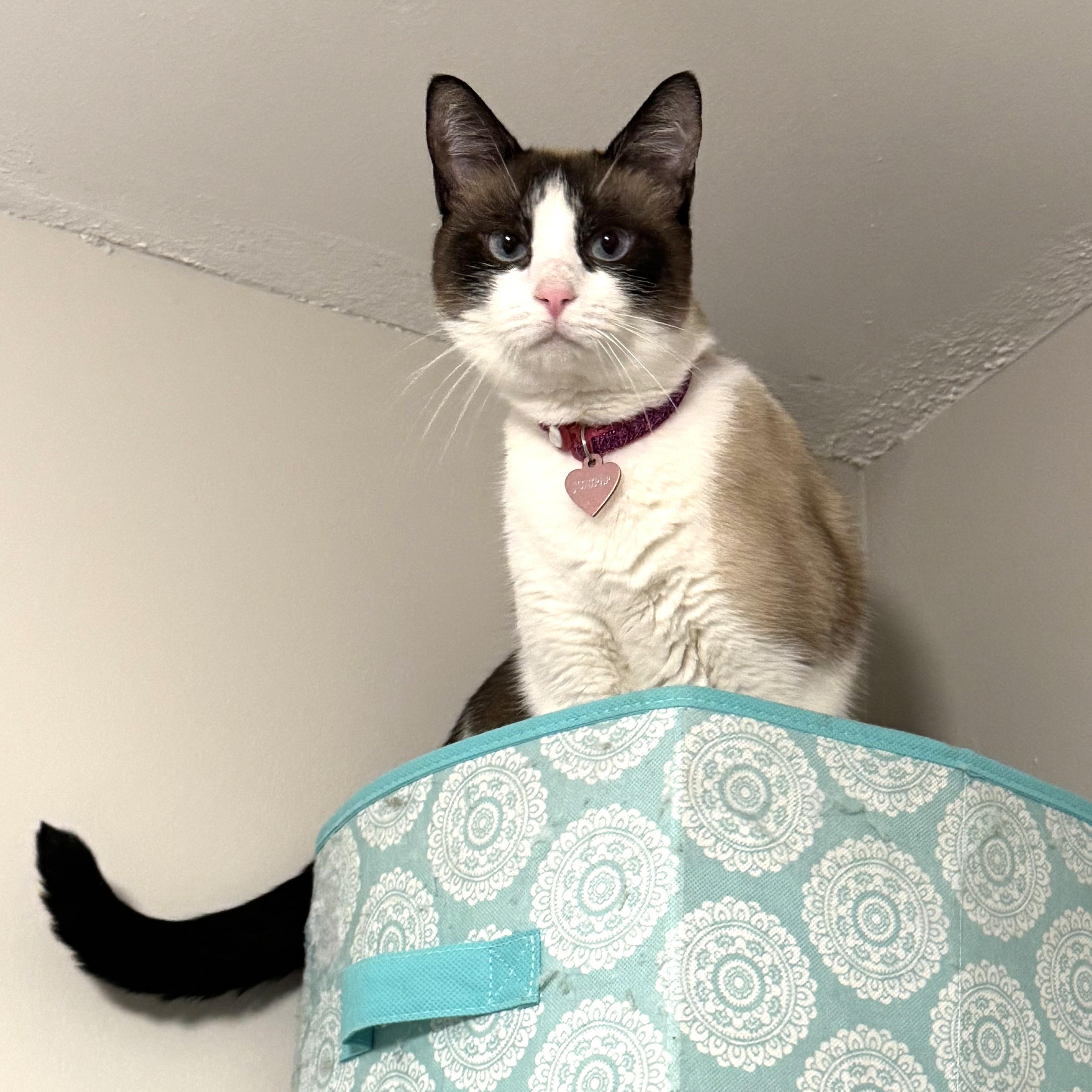 Enlarge Juniper, a Adoptable Domestic Short Hair in Charlotte, NC image 3/6